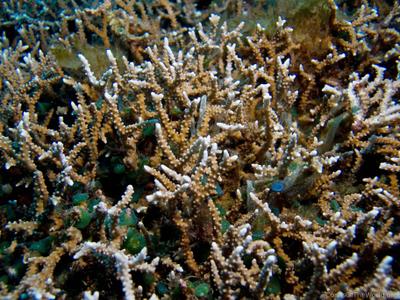 CotW: Anacropora matthaii