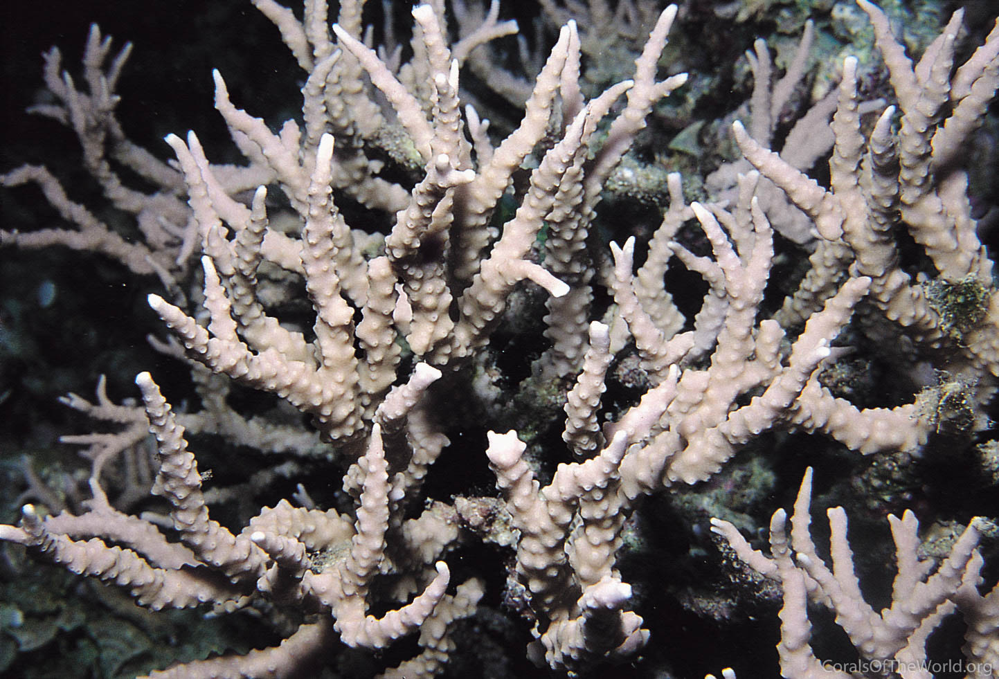 Anacropora pillai