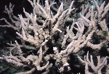 CotW preview: Anacropora pillai