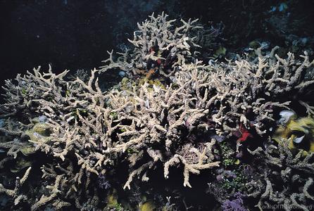CotW: Anacropora pillai