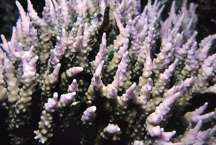CotW: Anacropora pillai