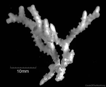 CotW: Anacropora pillai