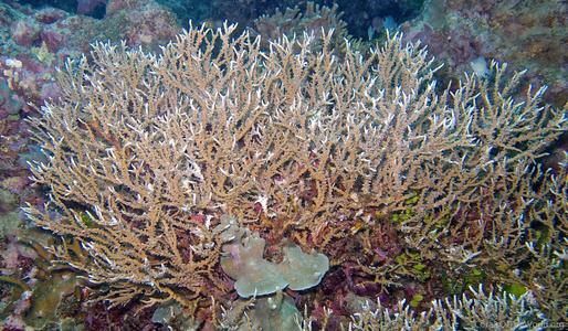 CotW preview: Anacropora puertogalerae