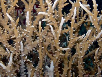 CotW: Anacropora puertogalerae