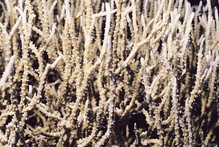 CotW: Anacropora puertogalerae