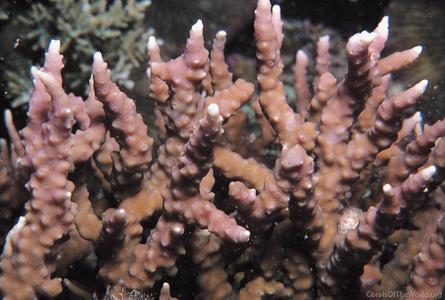 CotW preview: Anacropora reticulata