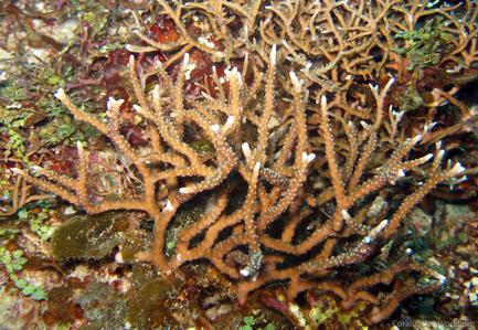 CotW preview: Anacropora reticulata
