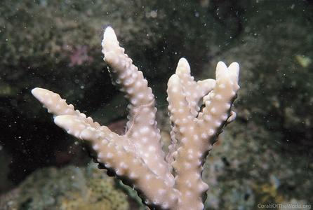 CotW: Anacropora reticulata