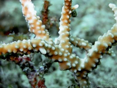 CotW: Anacropora reticulata