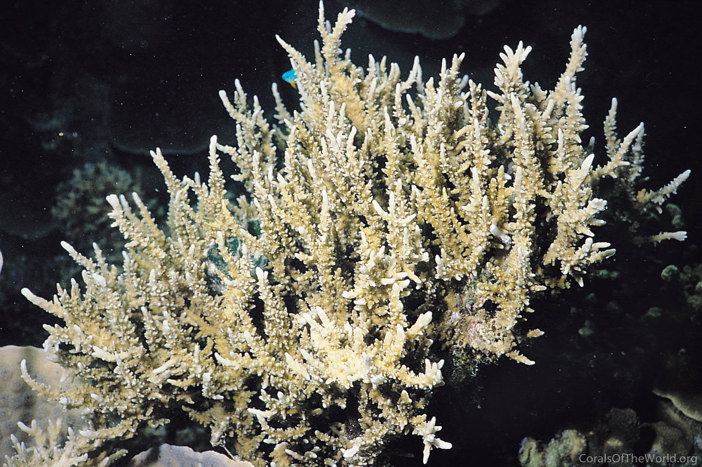 Image from Corals of the World: Anacropora spinosa