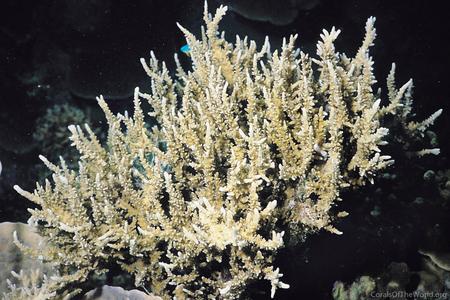 CotW preview: Anacropora spinosa