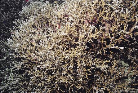 CotW preview: Anacropora spinosa