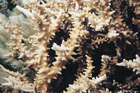 CotW: Anacropora spinosa