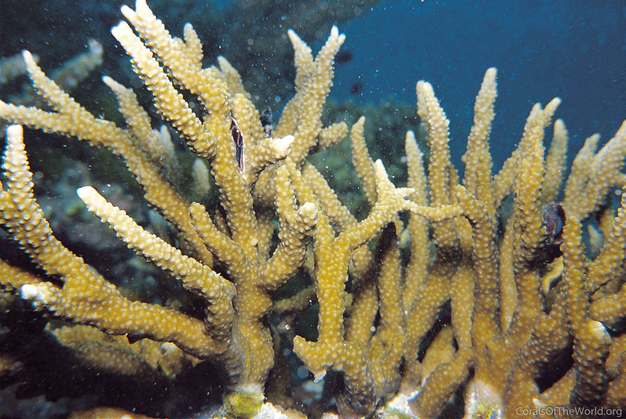 Image from Corals of the World: Anacropora spumosa