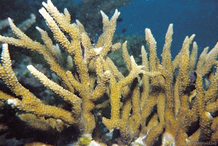 CotW: Anacropora spumosa