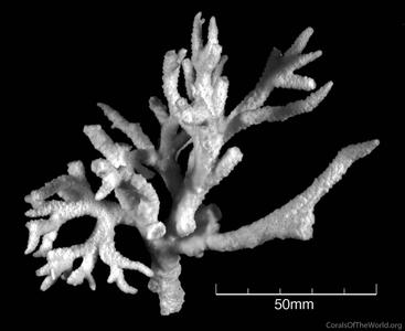 CotW: Anacropora spumosa