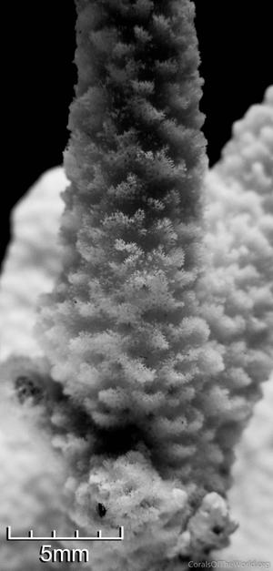 CotW: Anacropora spumosa