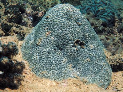 CotW preview: Anomastraea irregularis