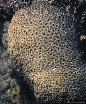 CotW: Anomastraea irregularis