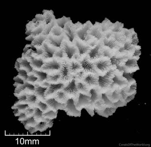 CotW: Anomastraea irregularis