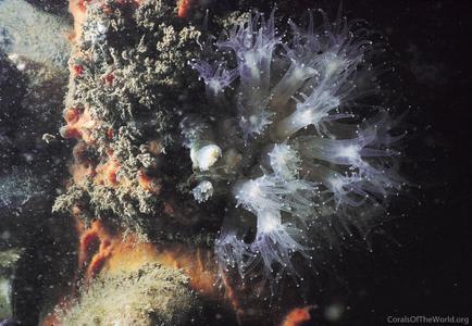 Astrangia poculata