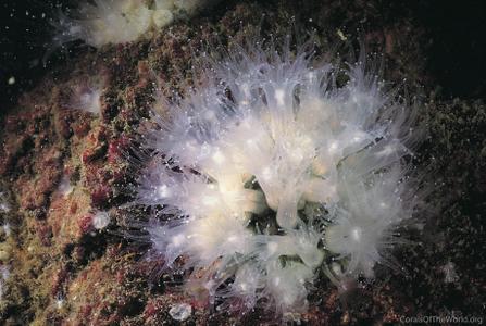 CotW preview: Astrangia poculata