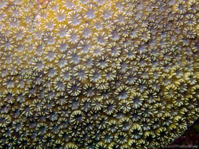 CotW: Astrea annuligera