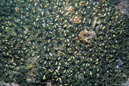 CotW: Astrea annuligera