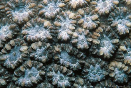 CotW: Astrea annuligera