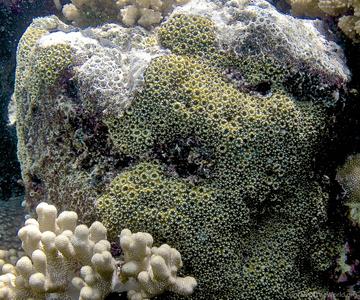 CotW: Astrea annuligera