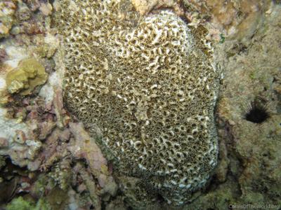 CotW: Astrea annuligera