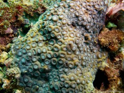 CotW preview: Astrea curta