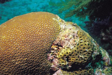 CotW preview: Astrea rotulosa