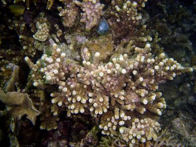 CotW preview: Astreopora acroporina