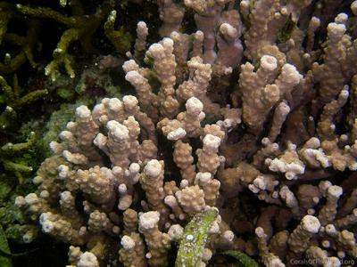 CotW preview: Astreopora cenderawasih