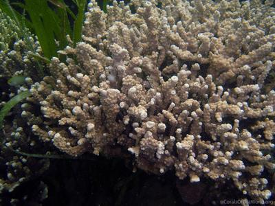 CotW: Astreopora cenderawasih