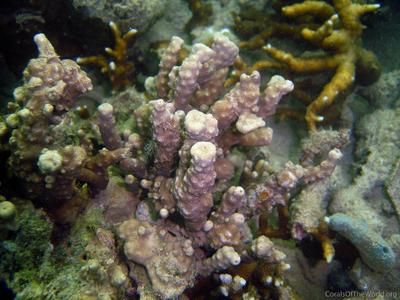 CotW: Astreopora cenderawasih