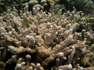 CotW: Astreopora cenderawasih