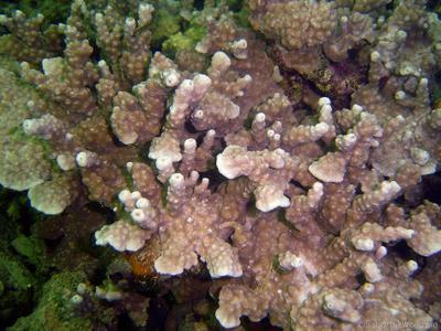 CotW: Astreopora cenderawasih