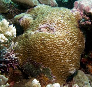 CotW preview: Astreopora cucullata