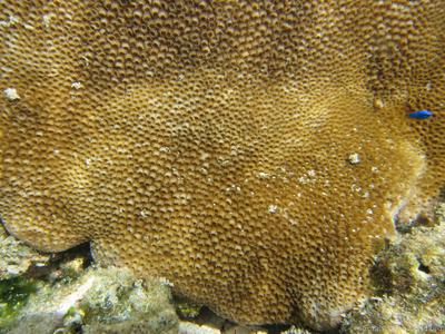 CotW preview: Astreopora cucullata