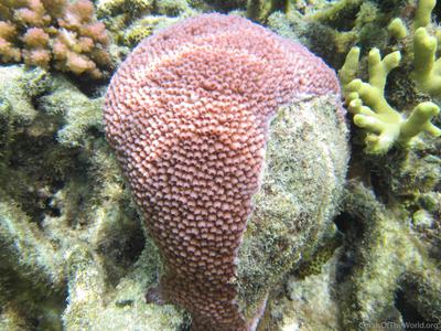CotW: Astreopora cucullata