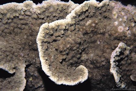 CotW: Astreopora expansa