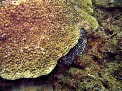 CotW preview: Astreopora gracilis