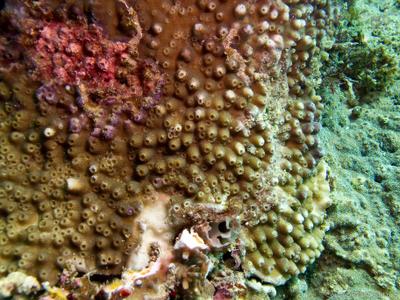 CotW: Astreopora gracilis