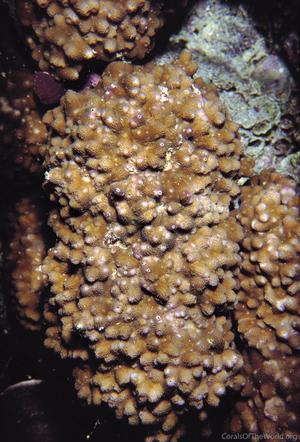 CotW: Astreopora gracilis