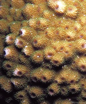CotW: Astreopora gracilis