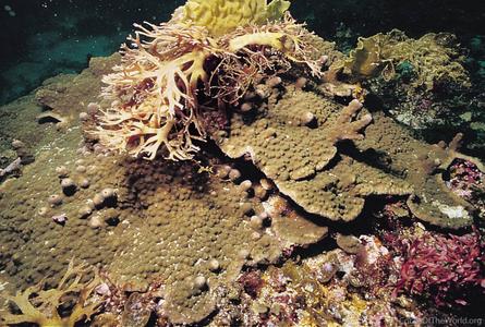 CotW preview: Astreopora incrustans