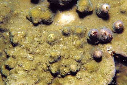 CotW: Astreopora incrustans