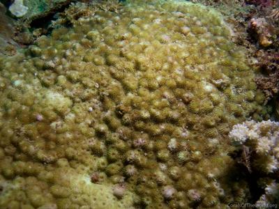 CotW: Astreopora incrustans